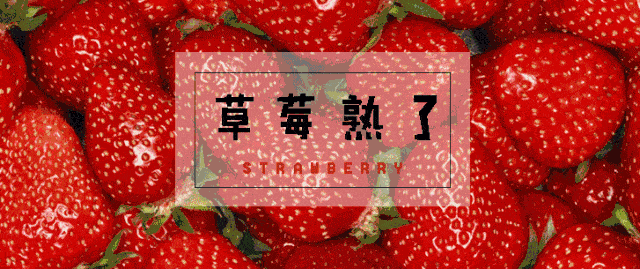 摘草莓啦~【广州】地铁直达丨国保牛奶草莓园丨26元抢家庭采摘套票【不限人数】赠送一斤草莓，自己挑选，自己采摘~