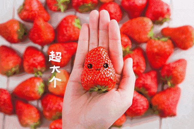 摘草莓啦~【广州】地铁直达丨国保牛奶草莓园丨26元抢家庭采摘套票【不限人数】赠送一斤草莓，自己挑选，自己采摘~