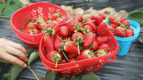 【增城·乐禾数字农场】49.9元2大2小采摘草莓套餐！可带走自摘空中红草莓一斤～科技感十足的草莓园，好吃又好玩！