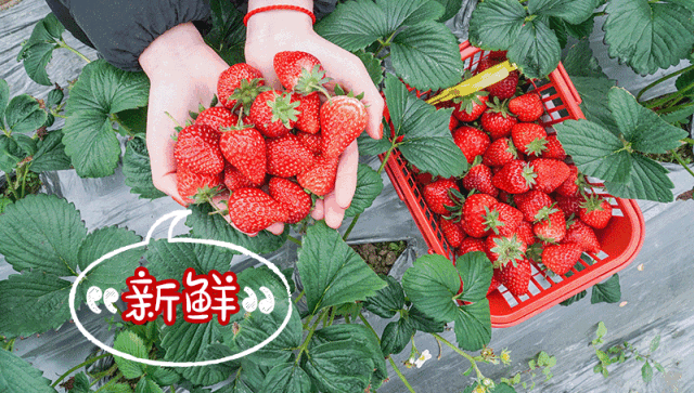 【深圳 | 福永草莓园2大2小门票】赠送牛奶/香野草莓1斤，周末通用