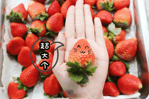 【深圳 | 福永草莓园2大2小门票】赠送牛奶/香野草莓1斤，周末通用