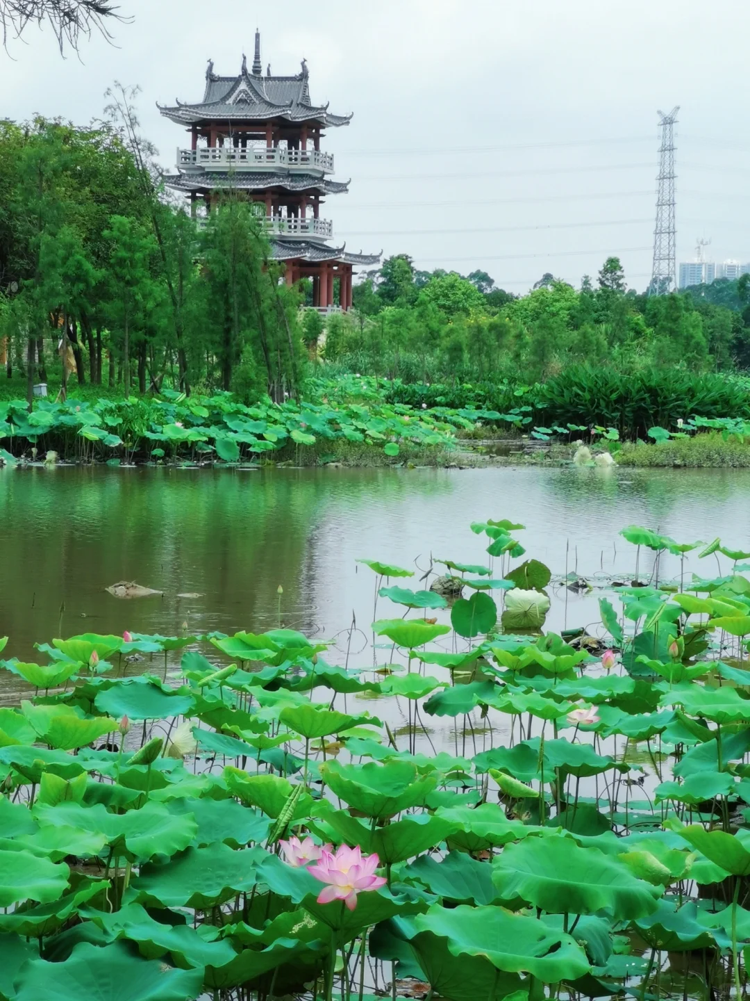 【广州增城碧桂园】周末/节假日不加价，送自助早餐+自助晚餐+双人马戏，588抢凤凰城酒店数高级房+室外1500m²大泳池大闯关+室内泳池+干湿蒸+主题活动+自行车一小时